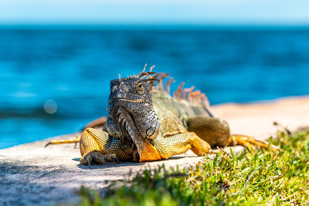 Iguana St John Real Estate